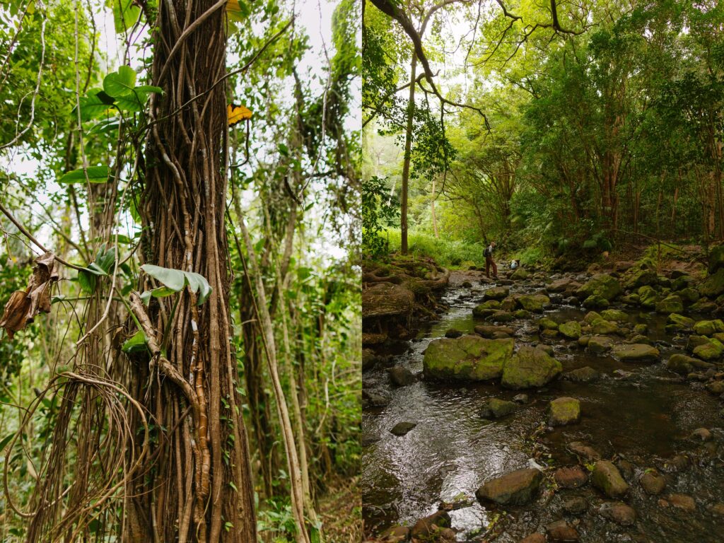 stream and vines along the maunawili falls trail