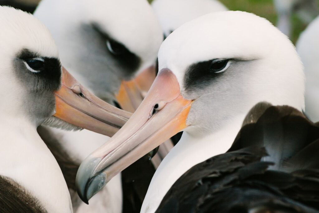 laysan albatross huddled together hawaii