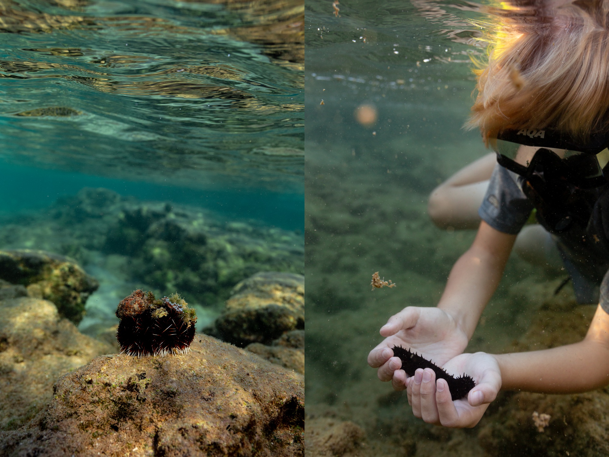 boy snorkeling with a sea cucumber in oahu at sharks cove