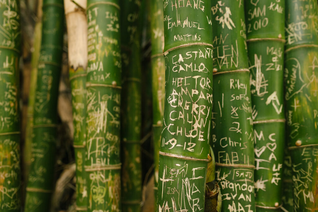 bamboo at bydoin temple