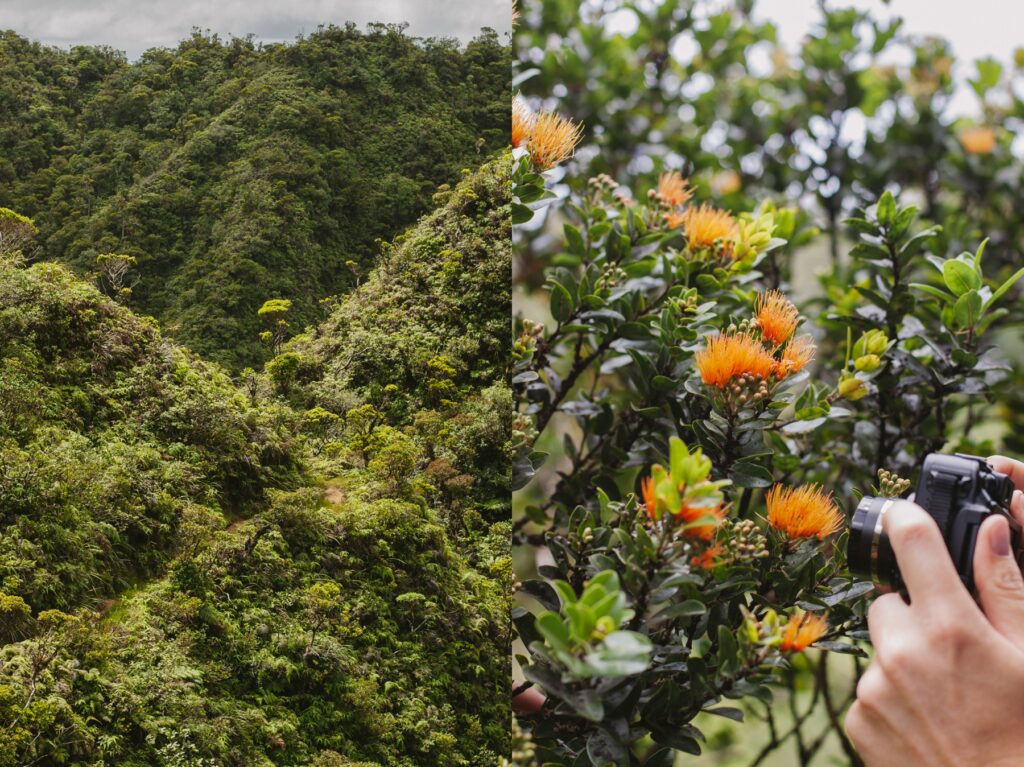 orange ohia flowers in oahu