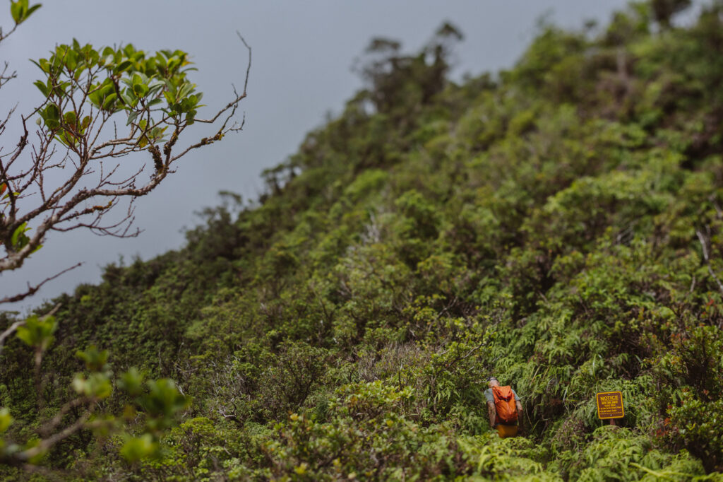 dense native vegetation along the poamoho hiking trail in oahu